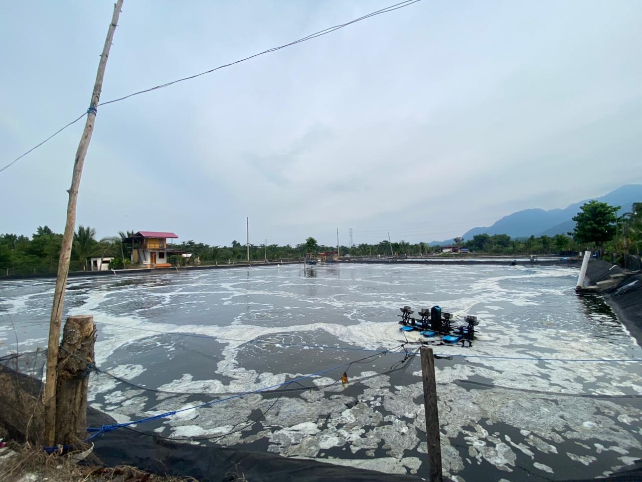 Tambak Udang Umpanga